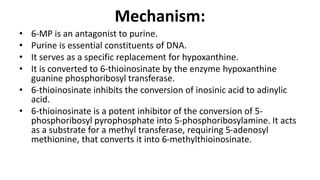 Mechanism:
• 6-MP is an antagonist to purine.
• Purine is essential constituents of DNA.
• It serves as a specific replacement for hypoxanthine.
• It is converted to 6-thioinosinate by the enzyme hypoxanthine
guanine phosphoribosyl transferase.
• 6-thioinosinate inhibits the conversion of inosinic acid to adinylic
acid.
• 6-thioinosinate is a potent inhibitor of the conversion of 5-
phosphoribosyl pyrophosphate into 5-phosphoribosylamine. It acts
as a substrate for a methyl transferase, requiring 5-adenosyl
methionine, that converts it into 6-methylthioinosinate.
 