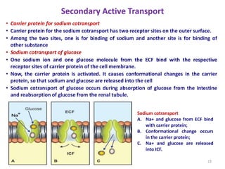Secondary Active Transport
• Carrier protein for sodium cotransport
• Carrier protein for the sodium cotransport has two receptor sites on the outer surface.
• Among the two sites, one is for binding of sodium and another site is for binding of
other substance
• Sodium cotransport of glucose
• One sodium ion and one glucose molecule from the ECF bind with the respective
receptor sites of carrier protein of the cell membrane.
• Now, the carrier protein is activated. It causes conformational changes in the carrier
protein, so that sodium and glucose are released into the cell
• Sodium cotransport of glucose occurs during absorption of glucose from the intestine
and reabsorption of glucose from the renal tubule.
23
Sodium cotransport
A. Na+ and glucose from ECF bind
with carrier protein;
B. Conformational change occurs
in the carrier protein;
C. Na+ and glucose are released
into ICF.
 