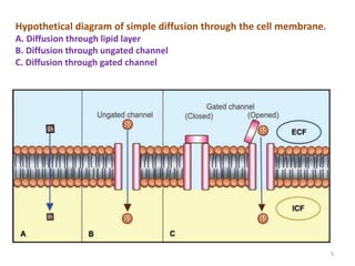 Hypothetical diagram of simple diffusion through the cell membrane.
A. Diffusion through lipid layer
B. Diffusion through ungated channel
C. Diffusion through gated channel
5
 