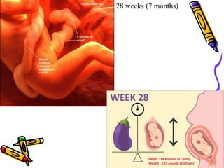 28 weeks (7 months)
 