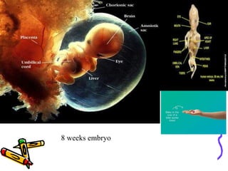 8 weeks embryo
 