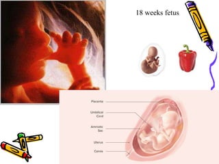 18 weeks fetus
 