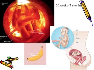 20 weeks (5 months)
 