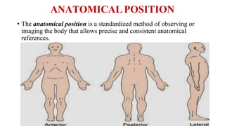 ANATOMICAL POSITION
• The anatomical position is a standardized method of observing or
imaging the body that allows precise and consistent anatomical
references.
 