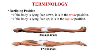 TERMINOLOGY
• Reclining Position
• If the body is lying face down, it is in the prone position.
• If the body is lying face up, it is in the supine position.
 