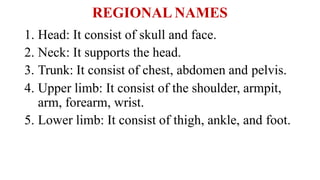 REGIONAL NAMES
1. Head: It consist of skull and face.
2. Neck: It supports the head.
3. Trunk: It consist of chest, abdomen and pelvis.
4. Upper limb: It consist of the shoulder, armpit,
arm, forearm, wrist.
5. Lower limb: It consist of thigh, ankle, and foot.
 