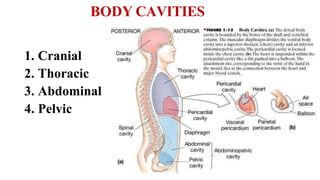 BODY CAVITIES
1. Cranial
2. Thoracic
3. Abdominal
4. Pelvic
 