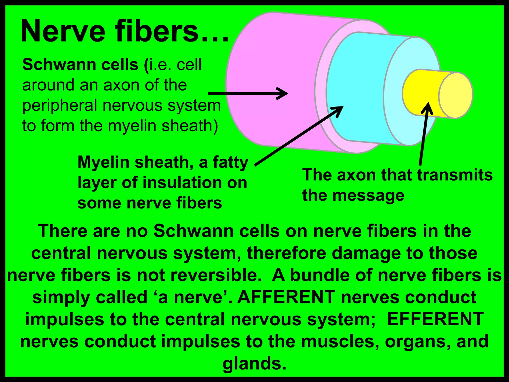 Nerve fibers…
There are no Schwann cells on nerve fibers in the
central nervous system, therefore damage to those
nerve fibers is not reversible. A bundle of nerve fibers is
simply called ‘a nerve’. AFFERENT nerves conduct
impulses to the central nervous system; EFFERENT
nerves conduct impulses to the muscles, organs, and
glands.
Schwann cells (i.e. cell
around an axon of the
peripheral nervous system
to form the myelin sheath)
Myelin sheath, a fatty
layer of insulation on
some nerve fibers
The axon that transmits
the message
 