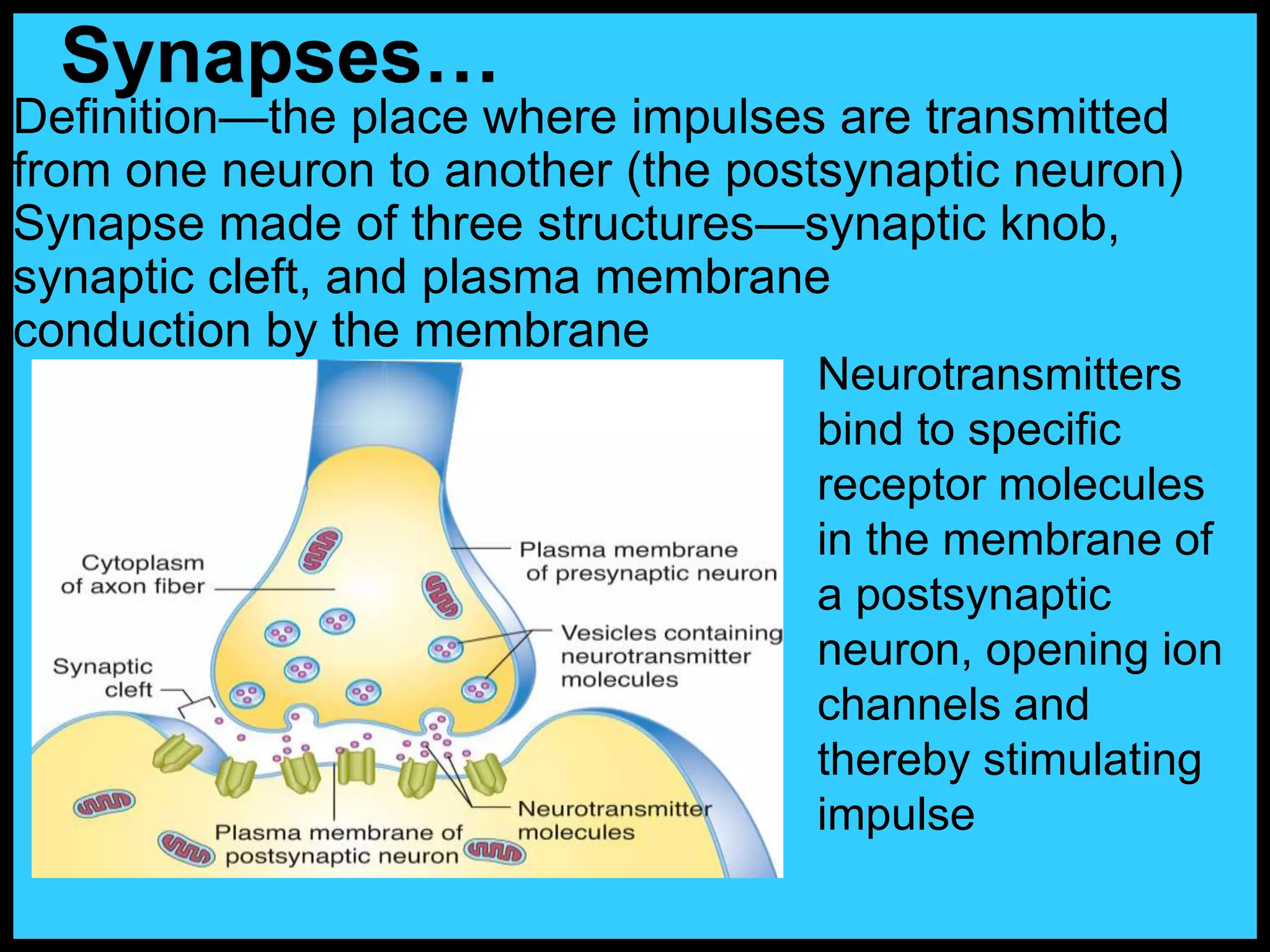 Definition—the place where impulses are transmitted
from one neuron to another (the postsynaptic neuron)
Synapse made of three structures—synaptic knob,
synaptic cleft, and plasma membrane
conduction by the membrane
Synapses…
Neurotransmitters
bind to specific
receptor molecules
in the membrane of
a postsynaptic
neuron, opening ion
channels and
thereby stimulating
impulse
 