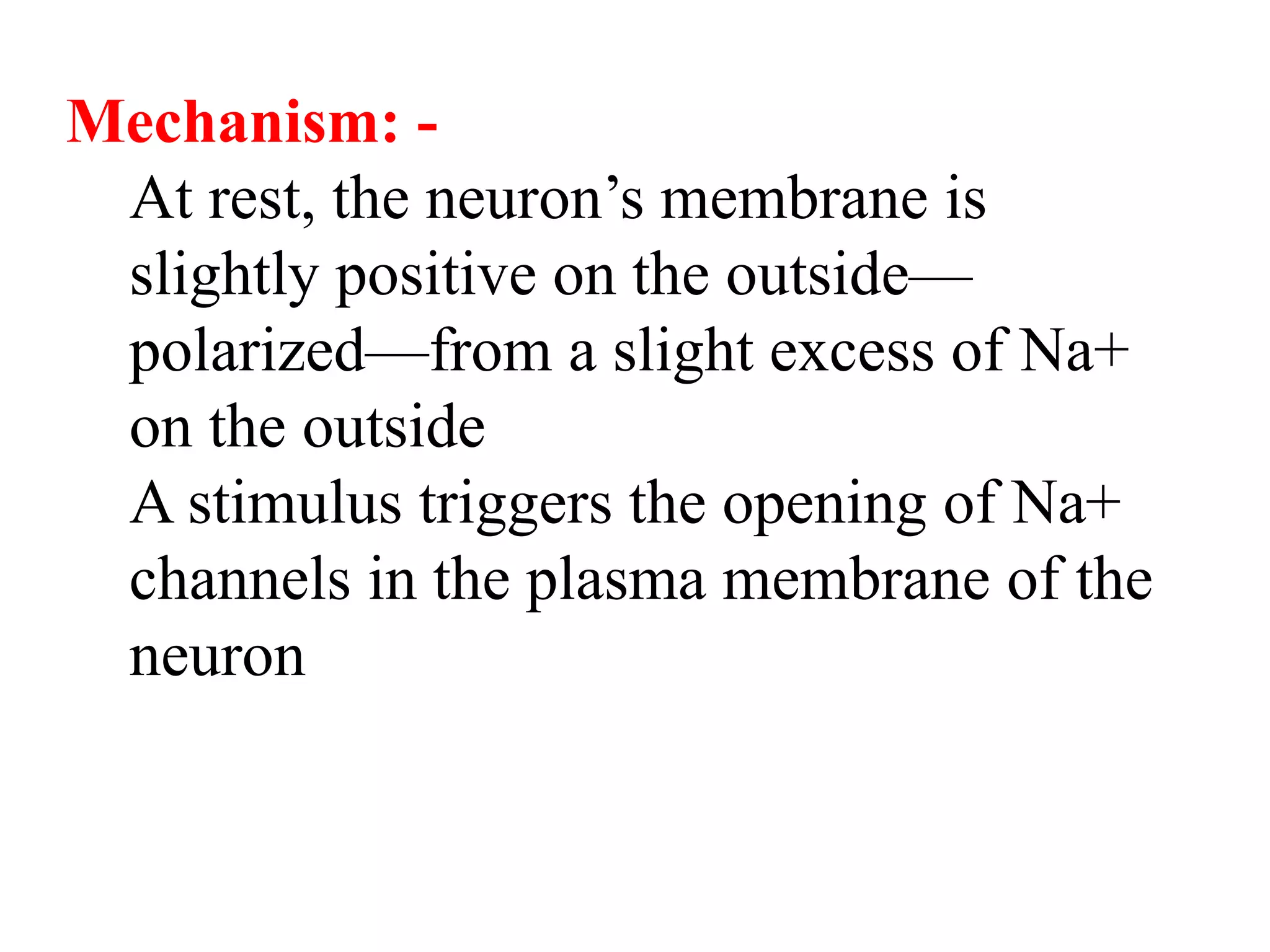 Mechanism: -
At rest, the neuron’s membrane is
slightly positive on the outside—
polarized—from a slight excess of Na+
on the outside
A stimulus triggers the opening of Na+
channels in the plasma membrane of the
neuron
 