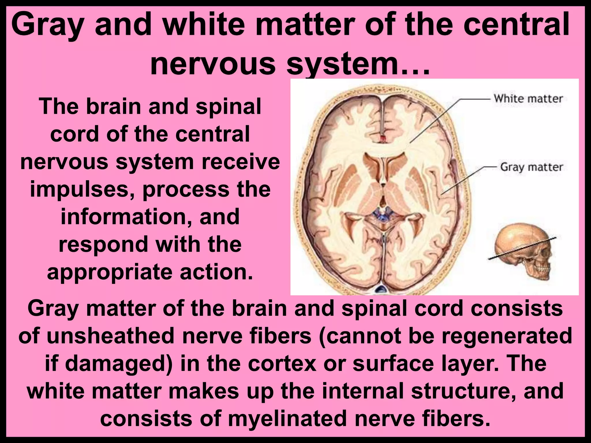 Gray and white matter of the central
nervous system…
The brain and spinal
cord of the central
nervous system receive
impulses, process the
information, and
respond with the
appropriate action.
Gray matter of the brain and spinal cord consists
of unsheathed nerve fibers (cannot be regenerated
if damaged) in the cortex or surface layer. The
white matter makes up the internal structure, and
consists of myelinated nerve fibers.
 
