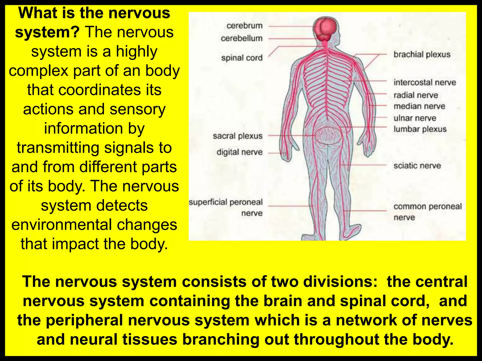 What is the nervous
system? The nervous
system is a highly
complex part of an body
that coordinates its
actions and sensory
information by
transmitting signals to
and from different parts
of its body. The nervous
system detects
environmental changes
that impact the body.
The nervous system consists of two divisions: the central
nervous system containing the brain and spinal cord, and
the peripheral nervous system which is a network of nerves
and neural tissues branching out throughout the body.
 