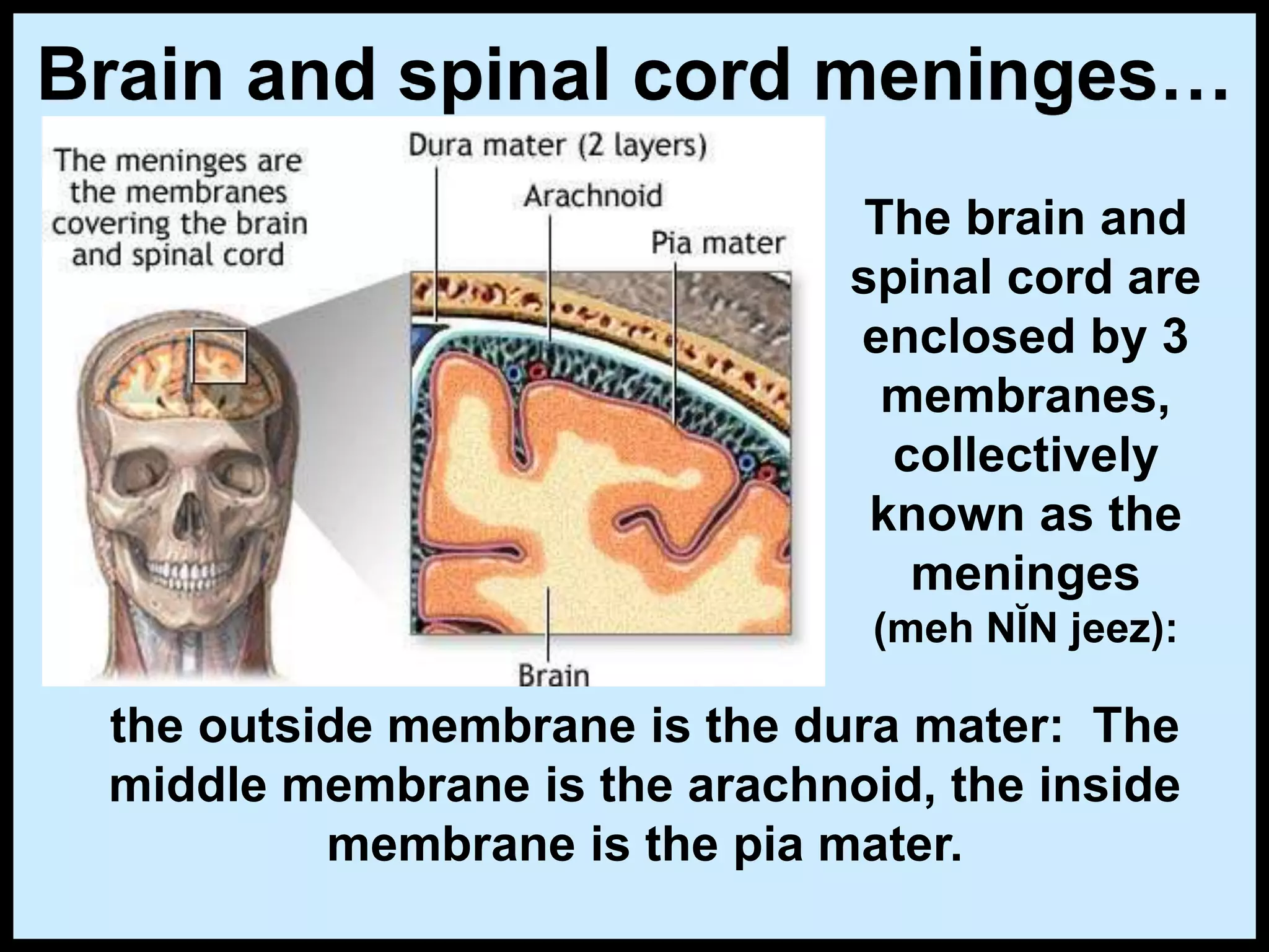 Brain and spinal cord meninges…
The brain and
spinal cord are
enclosed by 3
membranes,
collectively
known as the
meninges
(meh NĬN jeez):
the outside membrane is the dura mater: The
middle membrane is the arachnoid, the inside
membrane is the pia mater.
 