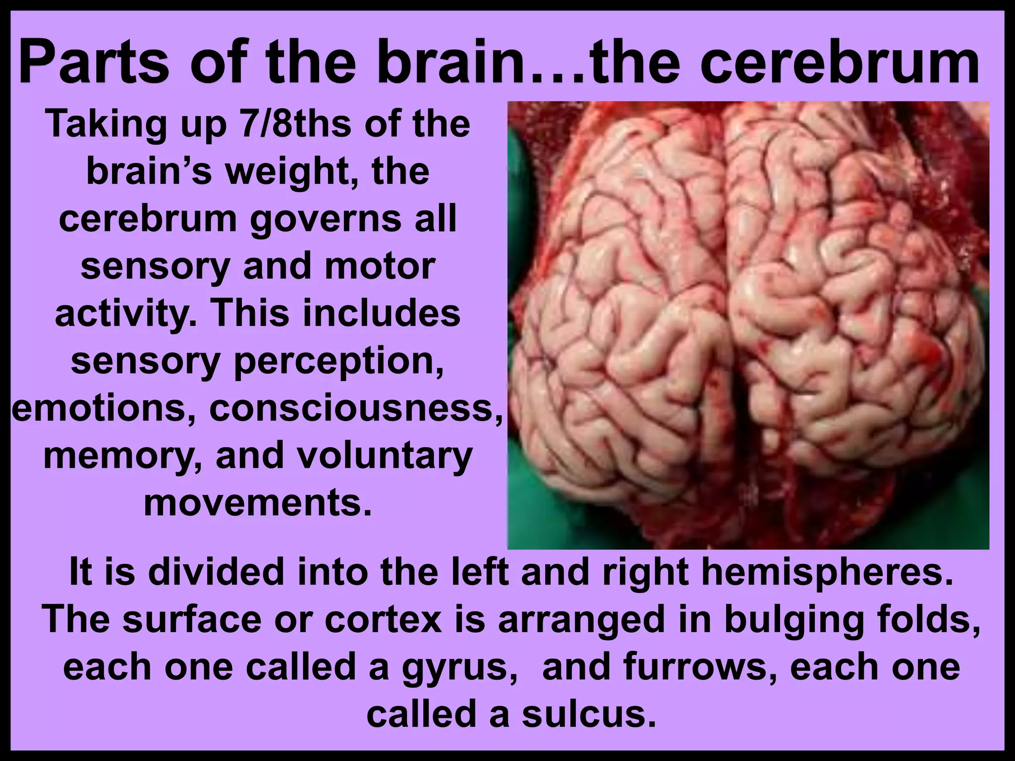 Parts of the brain…the cerebrum
Taking up 7/8ths of the
brain’s weight, the
cerebrum governs all
sensory and motor
activity. This includes
sensory perception,
emotions, consciousness,
memory, and voluntary
movements.
It is divided into the left and right hemispheres.
The surface or cortex is arranged in bulging folds,
each one called a gyrus, and furrows, each one
called a sulcus.
 