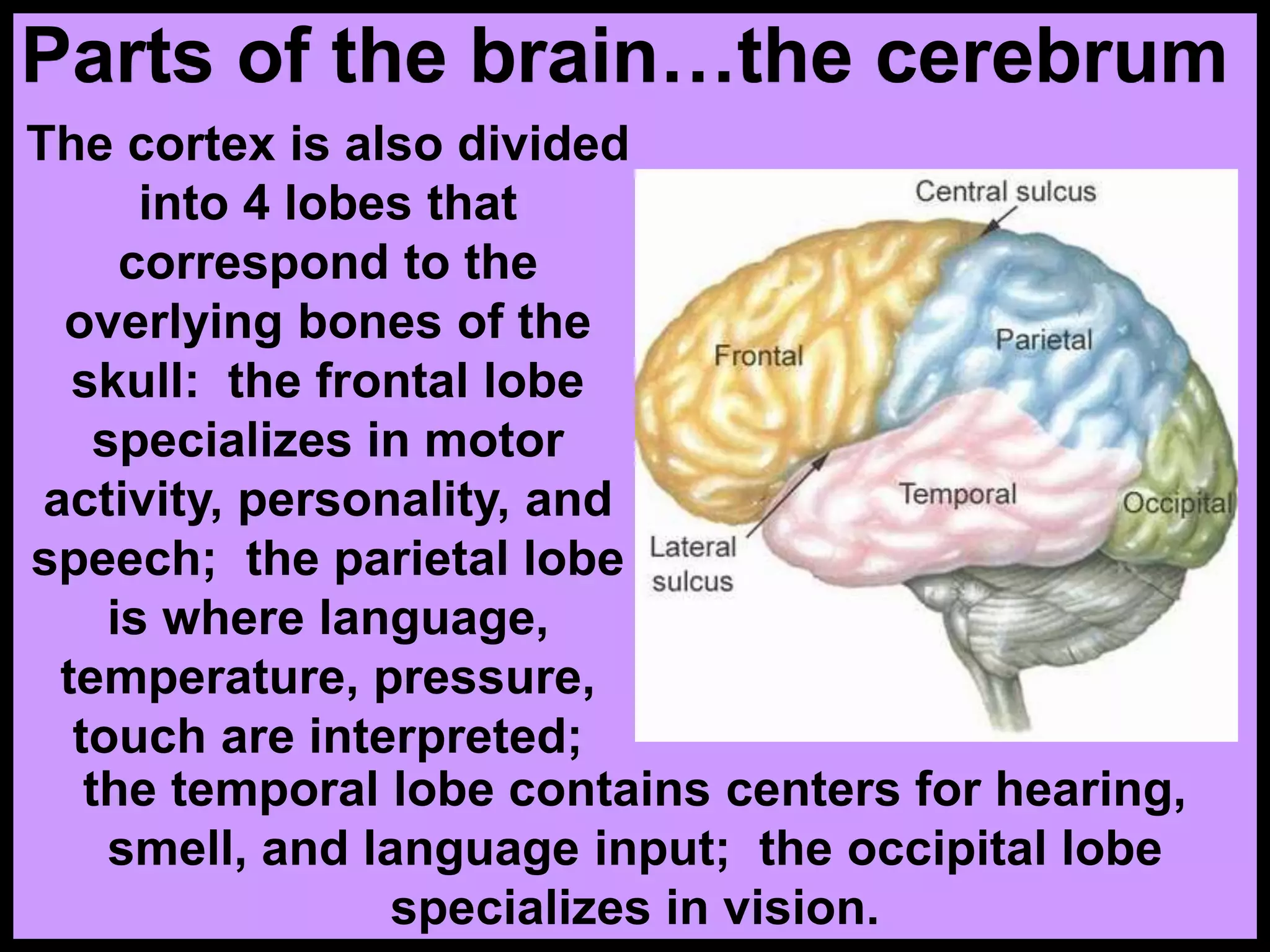 Parts of the brain…the cerebrum
The cortex is also divided
into 4 lobes that
correspond to the
overlying bones of the
skull: the frontal lobe
specializes in motor
activity, personality, and
speech; the parietal lobe
is where language,
temperature, pressure,
touch are interpreted;
the temporal lobe contains centers for hearing,
smell, and language input; the occipital lobe
specializes in vision.
 