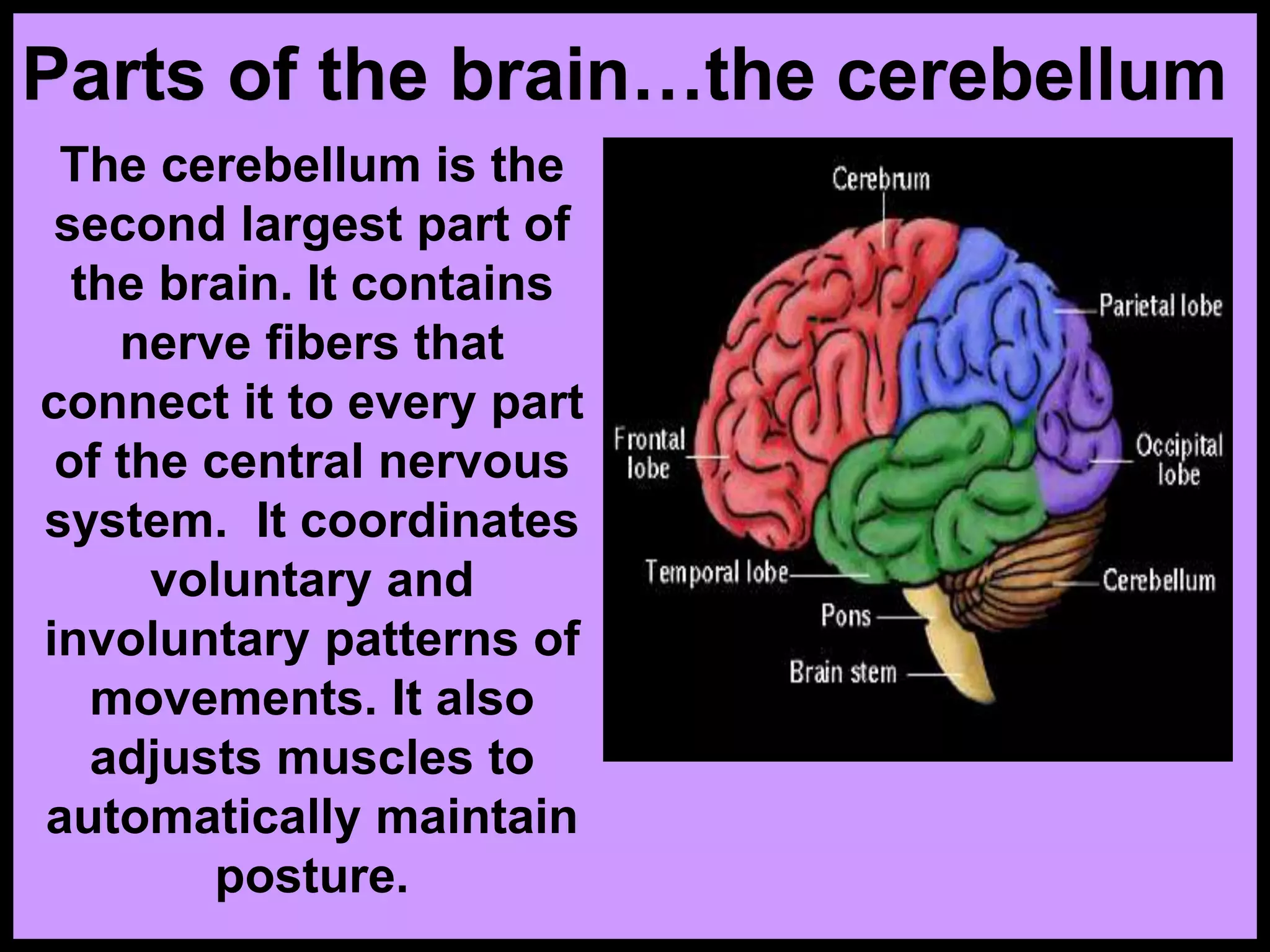 Parts of the brain…the cerebellum
The cerebellum is the
second largest part of
the brain. It contains
nerve fibers that
connect it to every part
of the central nervous
system. It coordinates
voluntary and
involuntary patterns of
movements. It also
adjusts muscles to
automatically maintain
posture.
 
