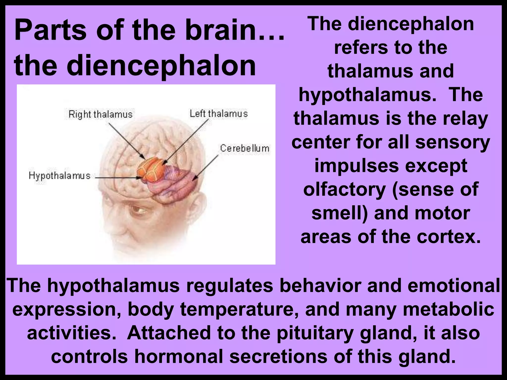 Parts of the brain…
the diencephalon
The diencephalon
refers to the
thalamus and
hypothalamus. The
thalamus is the relay
center for all sensory
impulses except
olfactory (sense of
smell) and motor
areas of the cortex.
The hypothalamus regulates behavior and emotional
expression, body temperature, and many metabolic
activities. Attached to the pituitary gland, it also
controls hormonal secretions of this gland.
 