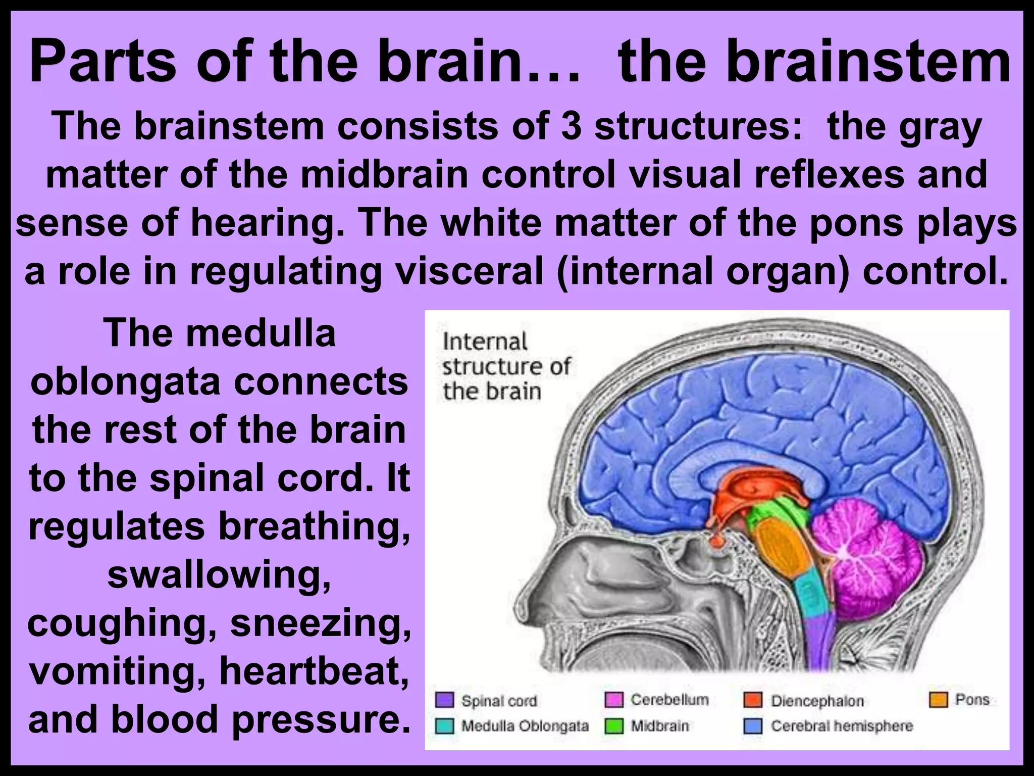 Parts of the brain… the brainstem
The brainstem consists of 3 structures: the gray
matter of the midbrain control visual reflexes and
sense of hearing. The white matter of the pons plays
a role in regulating visceral (internal organ) control.
The medulla
oblongata connects
the rest of the brain
to the spinal cord. It
regulates breathing,
swallowing,
coughing, sneezing,
vomiting, heartbeat,
and blood pressure.
 