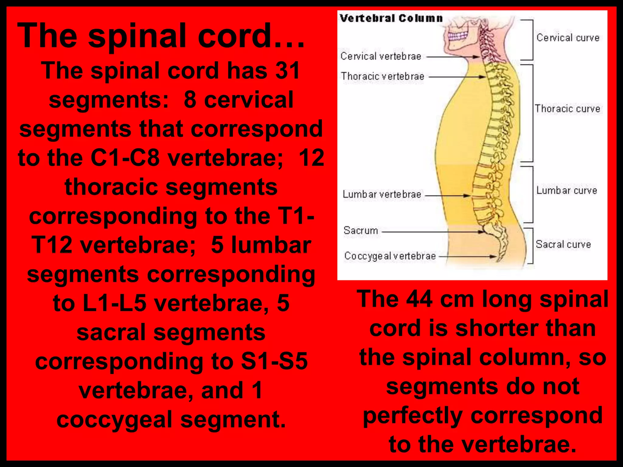 The spinal cord…
The spinal cord has 31
segments: 8 cervical
segments that correspond
to the C1-C8 vertebrae; 12
thoracic segments
corresponding to the T1-
T12 vertebrae; 5 lumbar
segments corresponding
to L1-L5 vertebrae, 5
sacral segments
corresponding to S1-S5
vertebrae, and 1
coccygeal segment.
The 44 cm long spinal
cord is shorter than
the spinal column, so
segments do not
perfectly correspond
to the vertebrae.
 