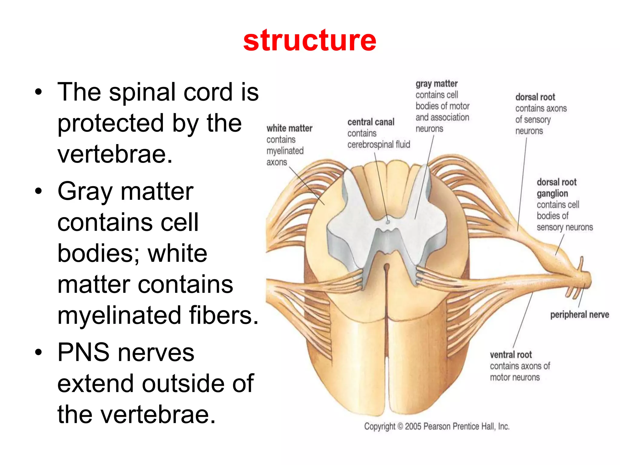 structure
• The spinal cord is
protected by the
vertebrae.
• Gray matter
contains cell
bodies; white
matter contains
myelinated fibers.
• PNS nerves
extend outside of
the vertebrae.
 