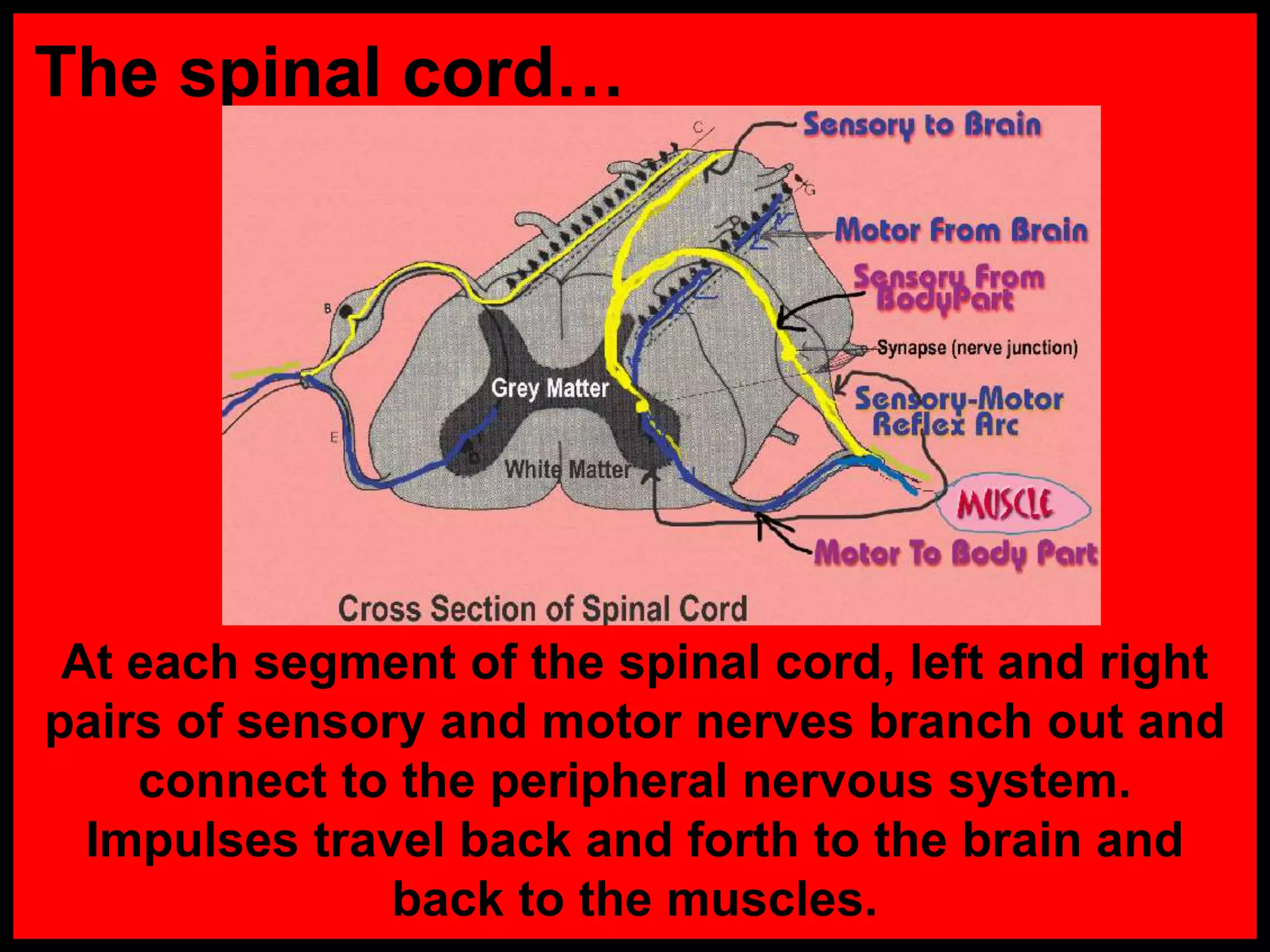The spinal cord…
At each segment of the spinal cord, left and right
pairs of sensory and motor nerves branch out and
connect to the peripheral nervous system.
Impulses travel back and forth to the brain and
back to the muscles.
 