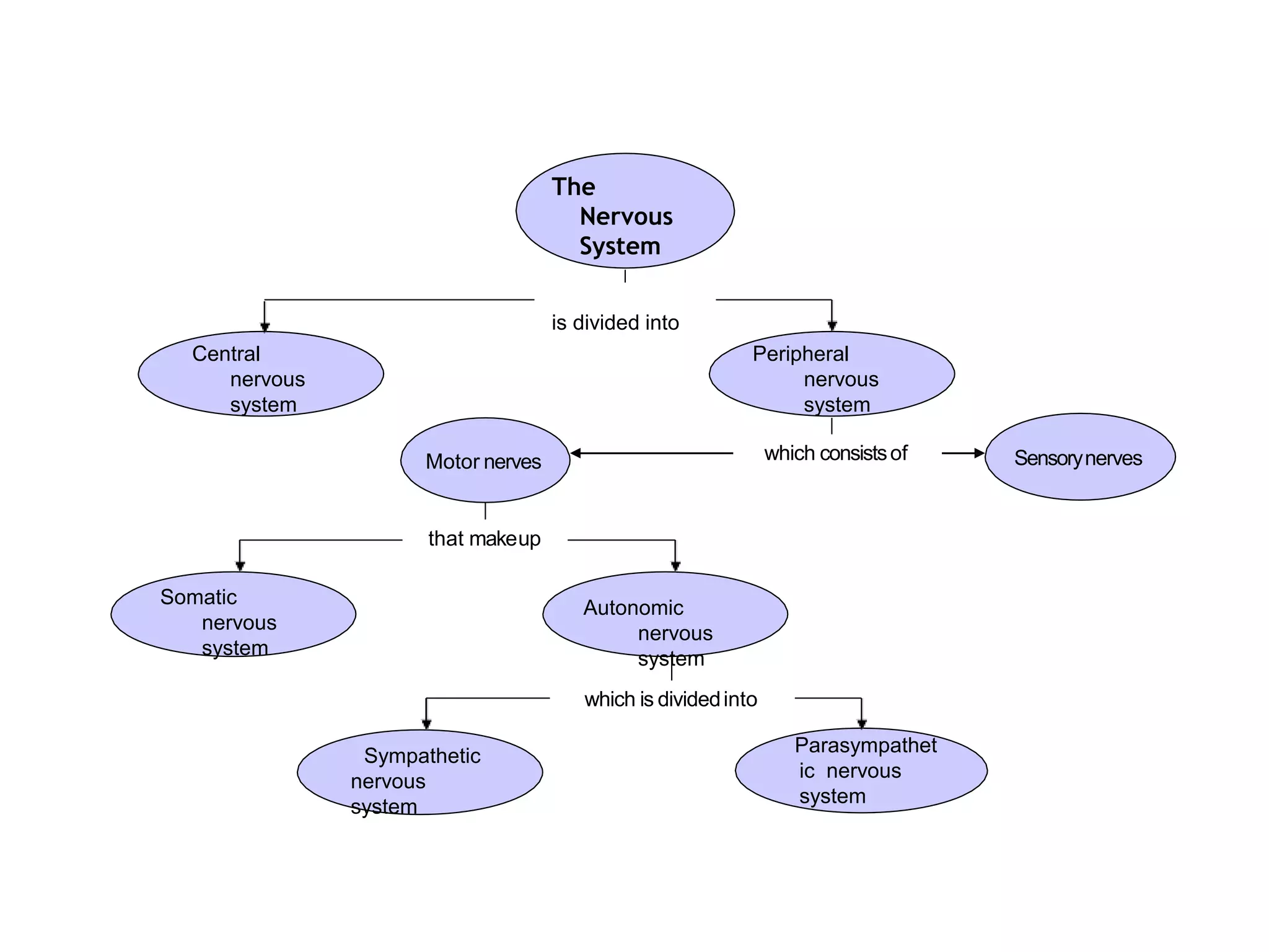 which consistsof
that makeup
which is dividedinto
The
Nervous
System
is divided into
Sensorynerves
Motor nerves
Autonomic
nervous
system
Somatic
nervous
system
Central
nervous
system
Peripheral
nervous
system
Sympathetic
nervous
system
Parasympathet
ic nervous
system
 