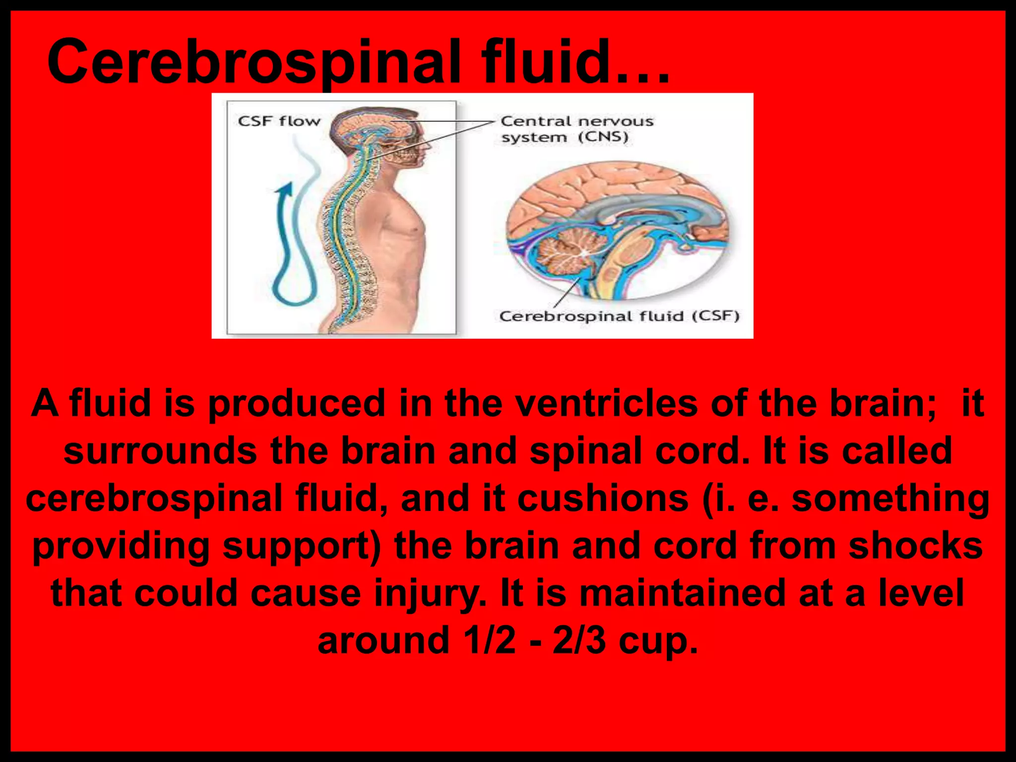 Cerebrospinal fluid…
A fluid is produced in the ventricles of the brain; it
surrounds the brain and spinal cord. It is called
cerebrospinal fluid, and it cushions (i. e. something
providing support) the brain and cord from shocks
that could cause injury. It is maintained at a level
around 1/2 - 2/3 cup.
 