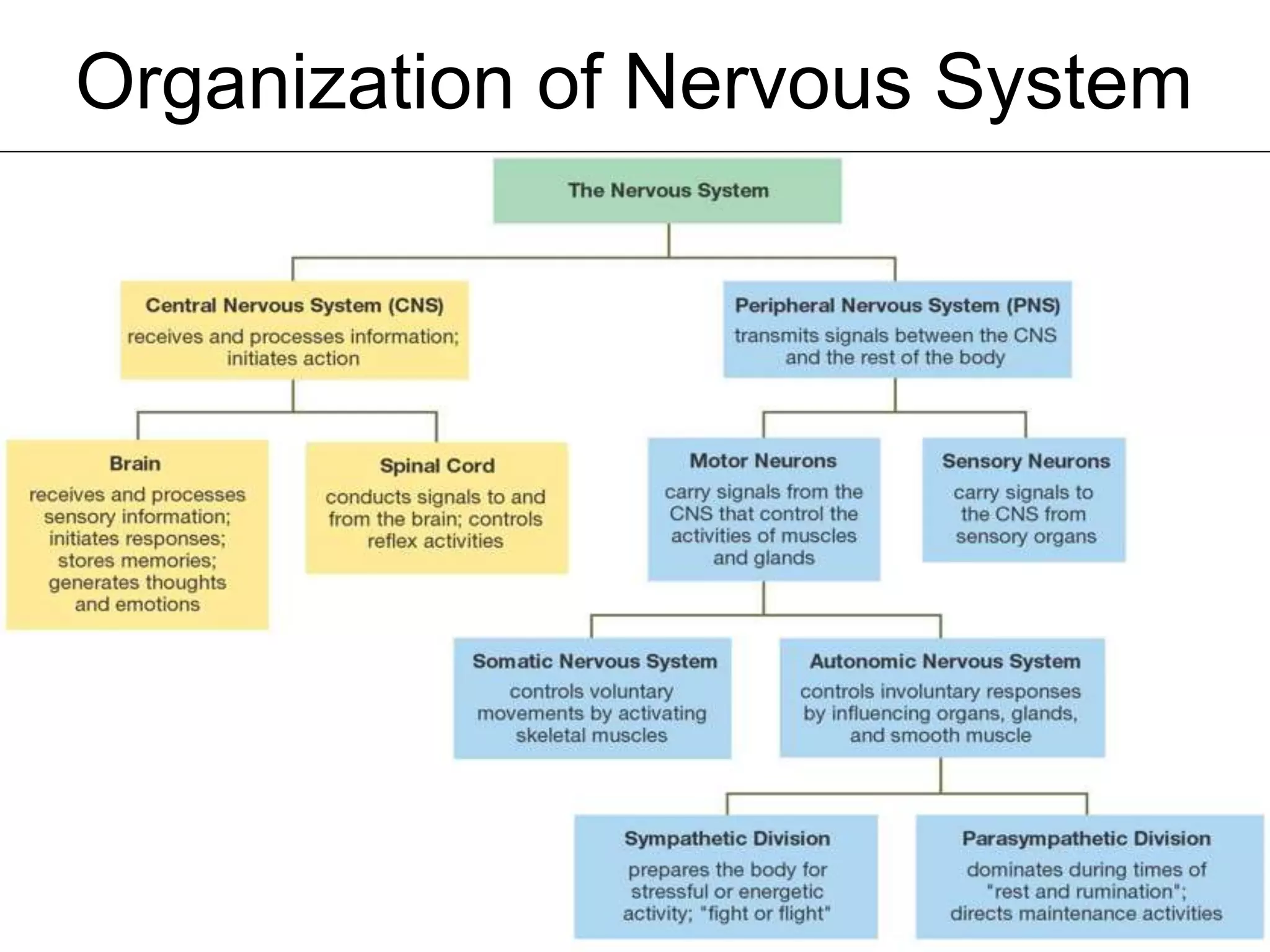 Organization of Nervous System
 