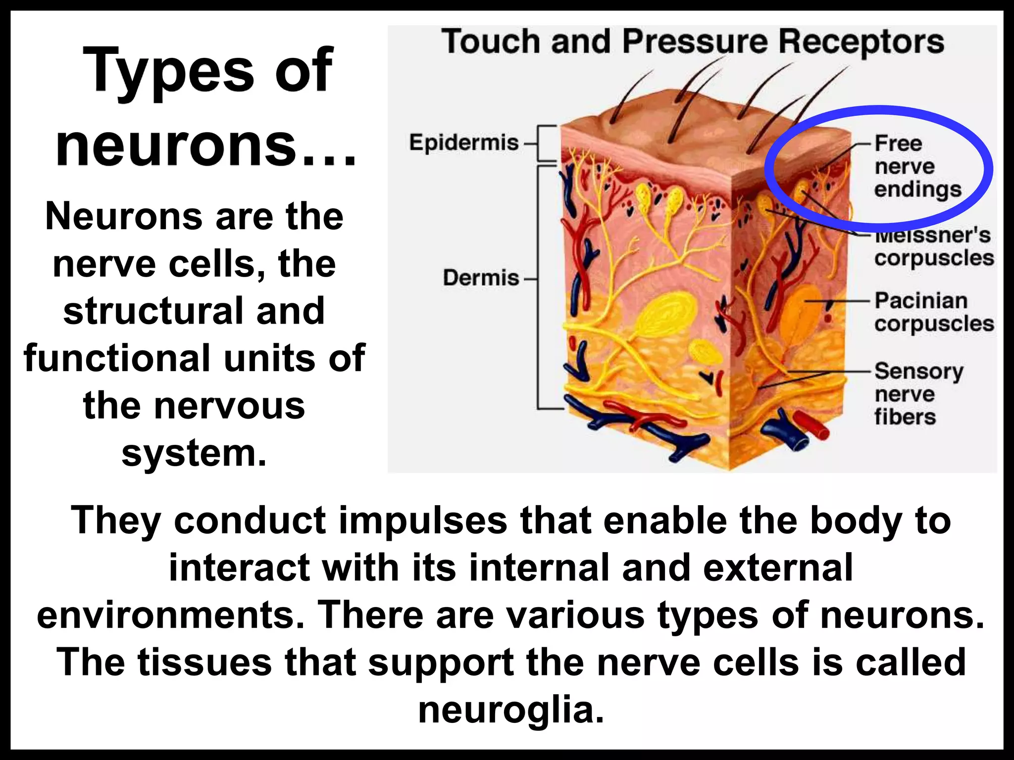 Types of
neurons…
Neurons are the
nerve cells, the
structural and
functional units of
the nervous
system.
They conduct impulses that enable the body to
interact with its internal and external
environments. There are various types of neurons.
The tissues that support the nerve cells is called
neuroglia.
 