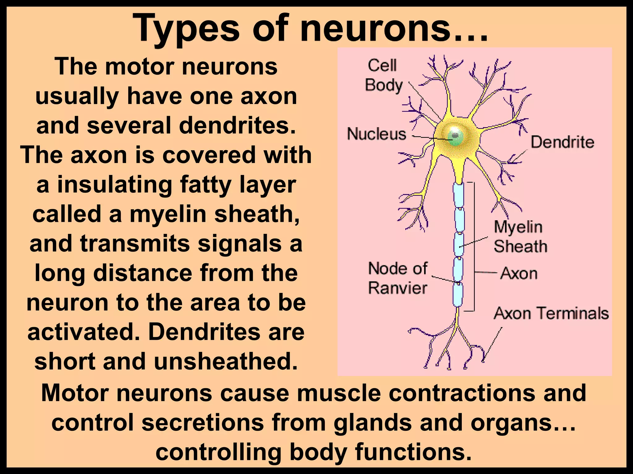 Types of neurons…
The motor neurons
usually have one axon
and several dendrites.
The axon is covered with
a insulating fatty layer
called a myelin sheath,
and transmits signals a
long distance from the
neuron to the area to be
activated. Dendrites are
short and unsheathed.
Motor neurons cause muscle contractions and
control secretions from glands and organs…
controlling body functions.
 