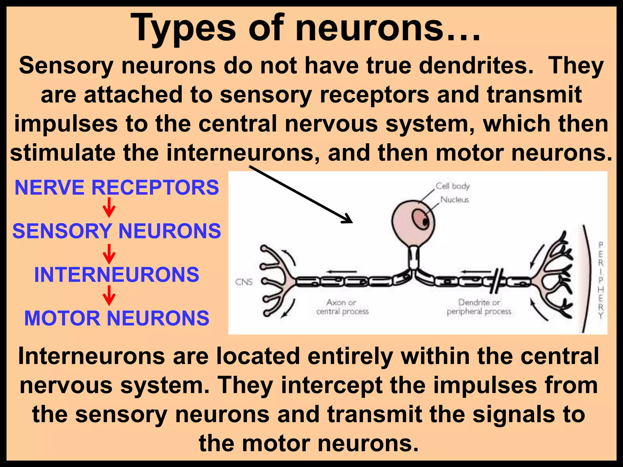 Types of neurons…
Sensory neurons do not have true dendrites. They
are attached to sensory receptors and transmit
impulses to the central nervous system, which then
stimulate the interneurons, and then motor neurons.
Interneurons are located entirely within the central
nervous system. They intercept the impulses from
the sensory neurons and transmit the signals to
the motor neurons.
NERVE RECEPTORS
SENSORY NEURONS
INTERNEURONS
MOTOR NEURONS
 