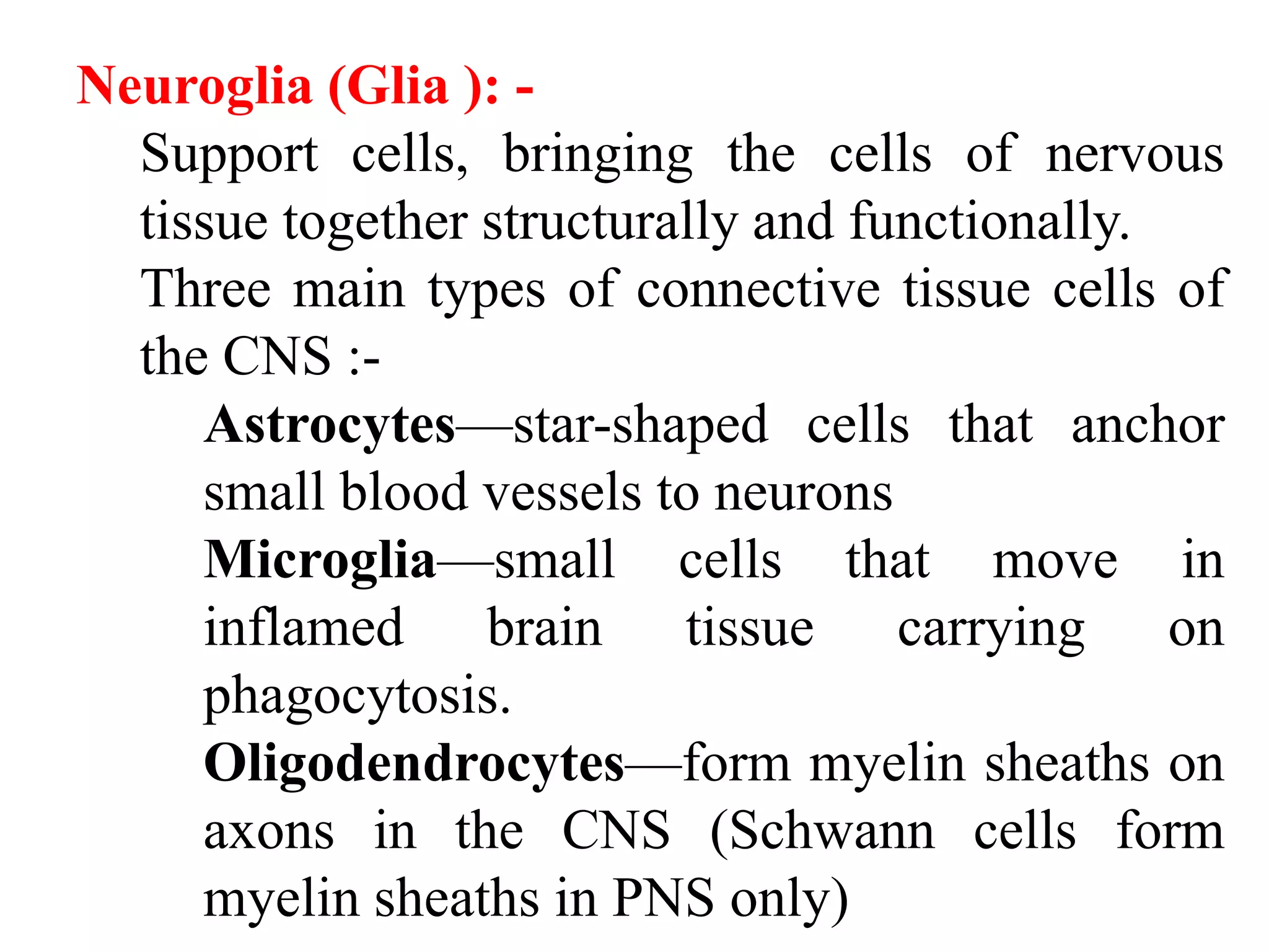 Neuroglia (Glia ): -
Support cells, bringing the cells of nervous
tissue together structurally and functionally.
Three main types of connective tissue cells of
the CNS :-
Astrocytes—star-shaped cells that anchor
small blood vessels to neurons
Microglia—small cells that move in
inflamed brain tissue carrying on
phagocytosis.
Oligodendrocytes—form myelin sheaths on
axons in the CNS (Schwann cells form
myelin sheaths in PNS only)
 