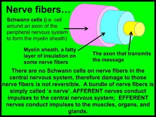 Nerve fibers…
There are no Schwann cells on nerve fibers in the
central nervous system, therefore damage to those
nerve fibers is not reversible. A bundle of nerve fibers is
simply called ‘a nerve’. AFFERENT nerves conduct
impulses to the central nervous system; EFFERENT
nerves conduct impulses to the muscles, organs, and
glands.
Schwann cells (i.e. cell
around an axon of the
peripheral nervous system
to form the myelin sheath)
Myelin sheath, a fatty
layer of insulation on
some nerve fibers
The axon that transmits
the message
 