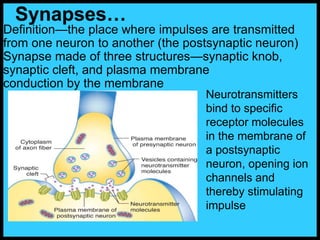 Definition—the place where impulses are transmitted
from one neuron to another (the postsynaptic neuron)
Synapse made of three structures—synaptic knob,
synaptic cleft, and plasma membrane
conduction by the membrane
Synapses…
Neurotransmitters
bind to specific
receptor molecules
in the membrane of
a postsynaptic
neuron, opening ion
channels and
thereby stimulating
impulse
 
