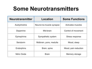 Some Neurotransmitters
Neurotransmitter Location Some Functions
Acetylcholine Neuron-to-muscle synapse Activates muscles
Dopamine Mid-brain Control of movement
Epinephrine Sympathetic system Stress response
Serotonin Midbrain, pons, medulla Mood, sleep
Endorphins Brain, spine Mood, pain reduction
Nitric Oxide Brain Memory storage
 