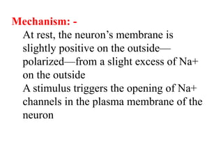 Mechanism: -
At rest, the neuron’s membrane is
slightly positive on the outside—
polarized—from a slight excess of Na+
on the outside
A stimulus triggers the opening of Na+
channels in the plasma membrane of the
neuron
 