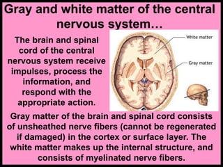 Gray and white matter of the central
nervous system…
The brain and spinal
cord of the central
nervous system receive
impulses, process the
information, and
respond with the
appropriate action.
Gray matter of the brain and spinal cord consists
of unsheathed nerve fibers (cannot be regenerated
if damaged) in the cortex or surface layer. The
white matter makes up the internal structure, and
consists of myelinated nerve fibers.
 