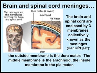 Brain and spinal cord meninges…
The brain and
spinal cord are
enclosed by 3
membranes,
collectively
known as the
meninges
(meh NĬN jeez):
the outside membrane is the dura mater: The
middle membrane is the arachnoid, the inside
membrane is the pia mater.
 