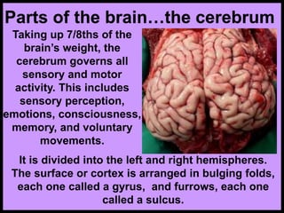 Parts of the brain…the cerebrum
Taking up 7/8ths of the
brain’s weight, the
cerebrum governs all
sensory and motor
activity. This includes
sensory perception,
emotions, consciousness,
memory, and voluntary
movements.
It is divided into the left and right hemispheres.
The surface or cortex is arranged in bulging folds,
each one called a gyrus, and furrows, each one
called a sulcus.
 