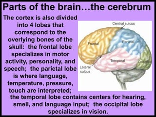 Parts of the brain…the cerebrum
The cortex is also divided
into 4 lobes that
correspond to the
overlying bones of the
skull: the frontal lobe
specializes in motor
activity, personality, and
speech; the parietal lobe
is where language,
temperature, pressure,
touch are interpreted;
the temporal lobe contains centers for hearing,
smell, and language input; the occipital lobe
specializes in vision.
 