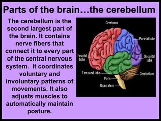 Parts of the brain…the cerebellum
The cerebellum is the
second largest part of
the brain. It contains
nerve fibers that
connect it to every part
of the central nervous
system. It coordinates
voluntary and
involuntary patterns of
movements. It also
adjusts muscles to
automatically maintain
posture.
 