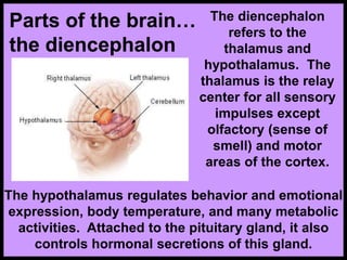 Parts of the brain…
the diencephalon
The diencephalon
refers to the
thalamus and
hypothalamus. The
thalamus is the relay
center for all sensory
impulses except
olfactory (sense of
smell) and motor
areas of the cortex.
The hypothalamus regulates behavior and emotional
expression, body temperature, and many metabolic
activities. Attached to the pituitary gland, it also
controls hormonal secretions of this gland.
 