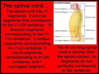 The spinal cord…
The spinal cord has 31
segments: 8 cervical
segments that correspond
to the C1-C8 vertebrae; 12
thoracic segments
corresponding to the T1-
T12 vertebrae; 5 lumbar
segments corresponding
to L1-L5 vertebrae, 5
sacral segments
corresponding to S1-S5
vertebrae, and 1
coccygeal segment.
The 44 cm long spinal
cord is shorter than
the spinal column, so
segments do not
perfectly correspond
to the vertebrae.
 