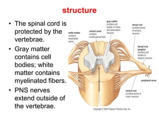 structure
• The spinal cord is
protected by the
vertebrae.
• Gray matter
contains cell
bodies; white
matter contains
myelinated fibers.
• PNS nerves
extend outside of
the vertebrae.
 