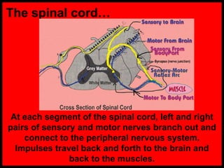 The spinal cord…
At each segment of the spinal cord, left and right
pairs of sensory and motor nerves branch out and
connect to the peripheral nervous system.
Impulses travel back and forth to the brain and
back to the muscles.
 
