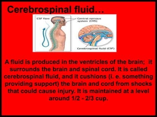 Cerebrospinal fluid…
A fluid is produced in the ventricles of the brain; it
surrounds the brain and spinal cord. It is called
cerebrospinal fluid, and it cushions (i. e. something
providing support) the brain and cord from shocks
that could cause injury. It is maintained at a level
around 1/2 - 2/3 cup.
 