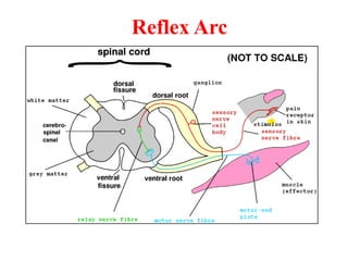 Reflex Arc
 