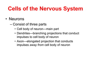 Cells of the Nervous System
• Neurons
– Consist of three parts
• Cell body of neuron—main part
• Dendrites—branching projections that conduct
impulses to cell body of neuron
• Axon—elongated projection that conducts
impulses away from cell body of neuron
 