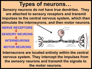 Types of neurons…
Sensory neurons do not have true dendrites. They
are attached to sensory receptors and transmit
impulses to the central nervous system, which then
stimulate the interneurons, and then motor neurons.
Interneurons are located entirely within the central
nervous system. They intercept the impulses from
the sensory neurons and transmit the signals to
the motor neurons.
NERVE RECEPTORS
SENSORY NEURONS
INTERNEURONS
MOTOR NEURONS
 