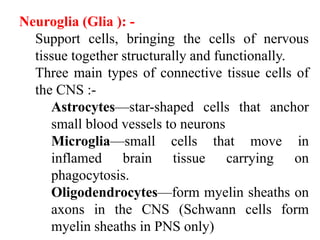 Neuroglia (Glia ): -
Support cells, bringing the cells of nervous
tissue together structurally and functionally.
Three main types of connective tissue cells of
the CNS :-
Astrocytes—star-shaped cells that anchor
small blood vessels to neurons
Microglia—small cells that move in
inflamed brain tissue carrying on
phagocytosis.
Oligodendrocytes—form myelin sheaths on
axons in the CNS (Schwann cells form
myelin sheaths in PNS only)
 